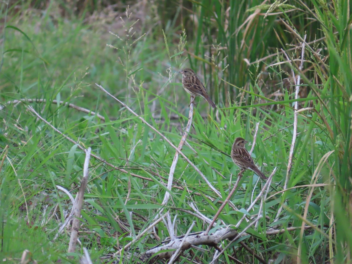 Black-faced Bunting - ML627550038