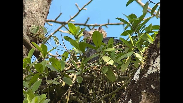 Harpy Eagle - ML627550056