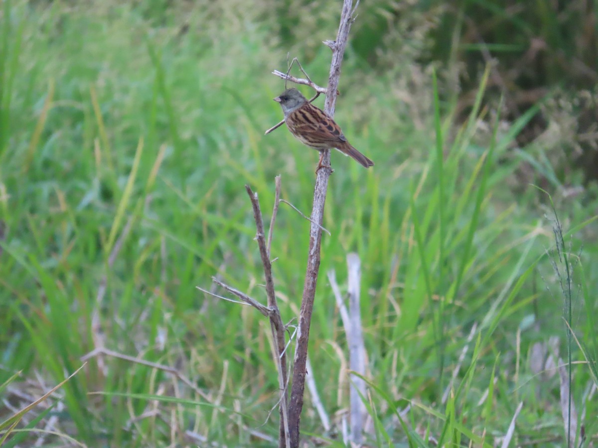 Black-faced Bunting - ML627550081