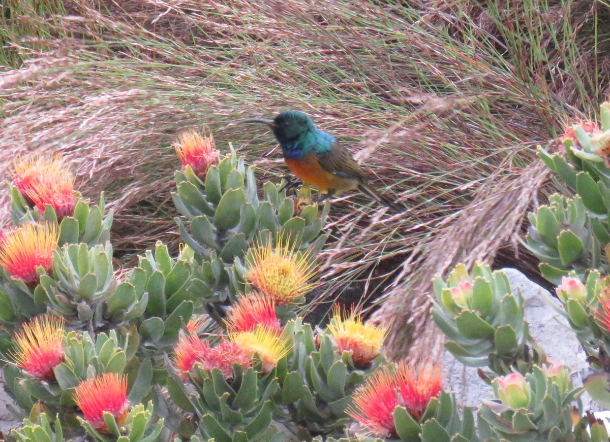 Orange-breasted Sunbird - ML627550083