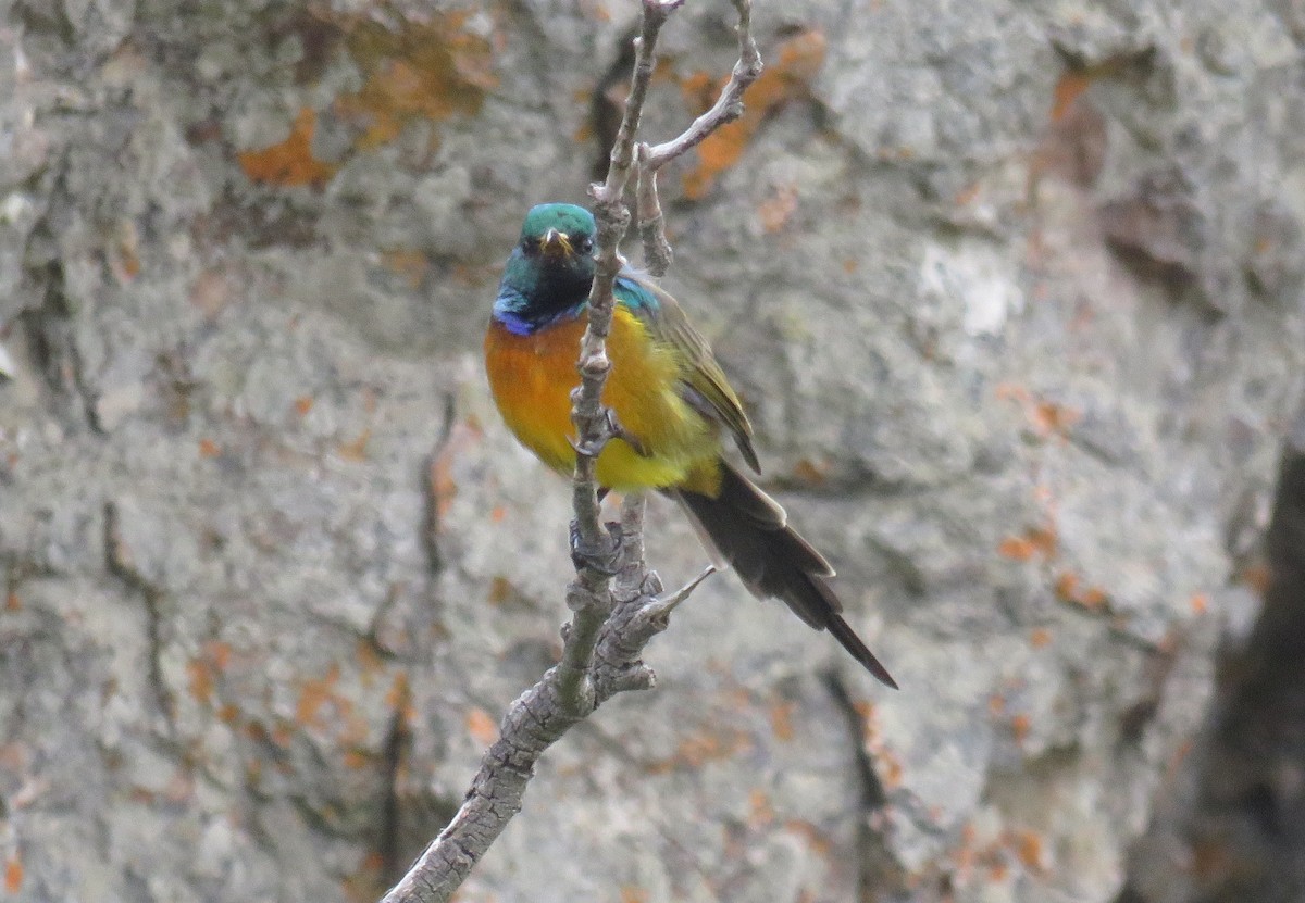 Orange-breasted Sunbird - ML627550084