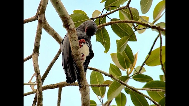 Red-throated Caracara - ML627550173