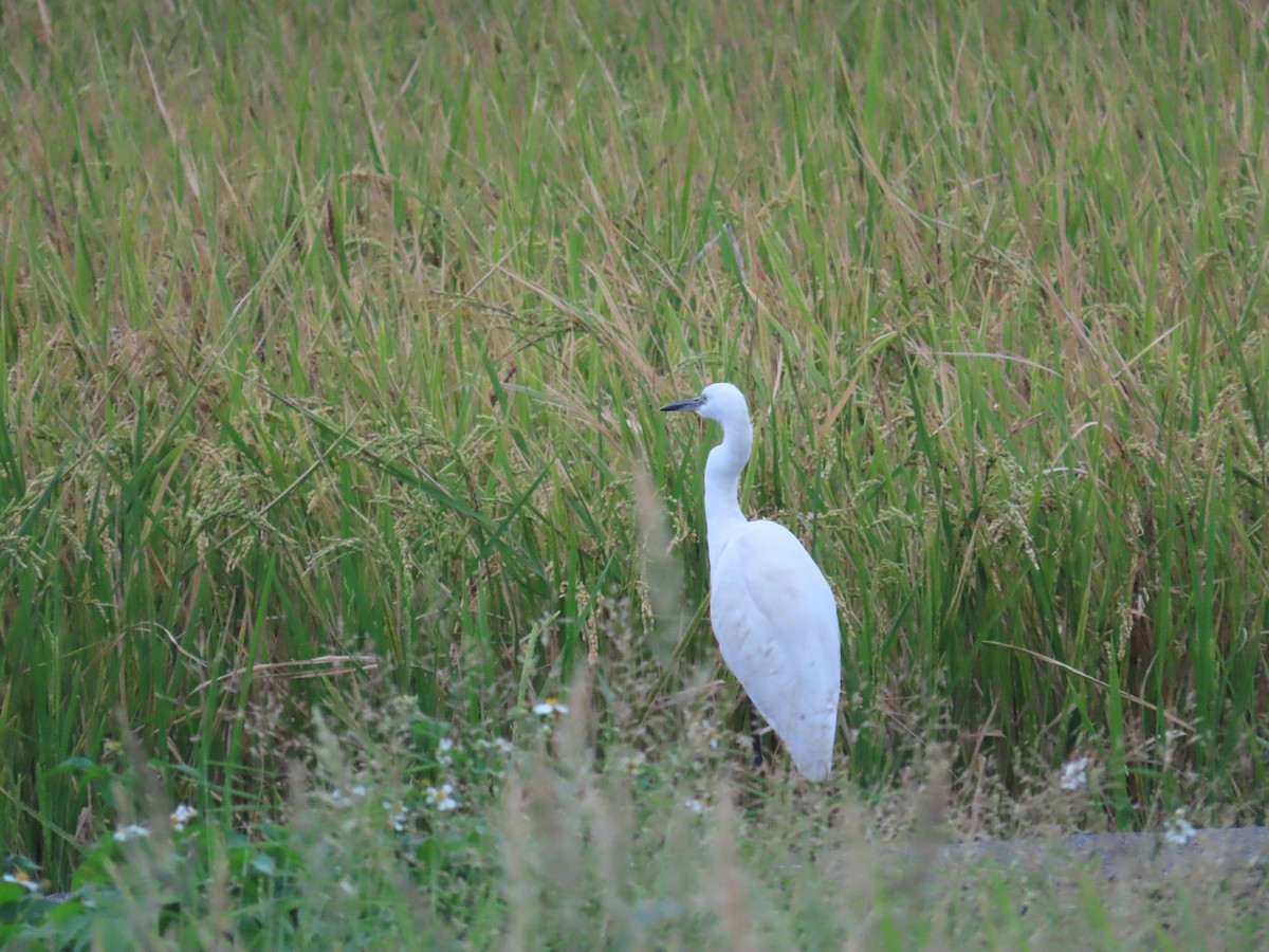 Little Egret - ML627550219