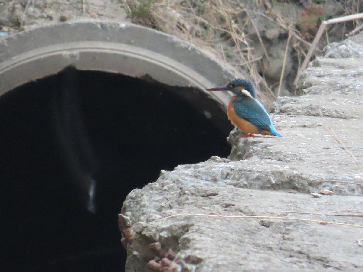 Common Kingfisher - ML627550232