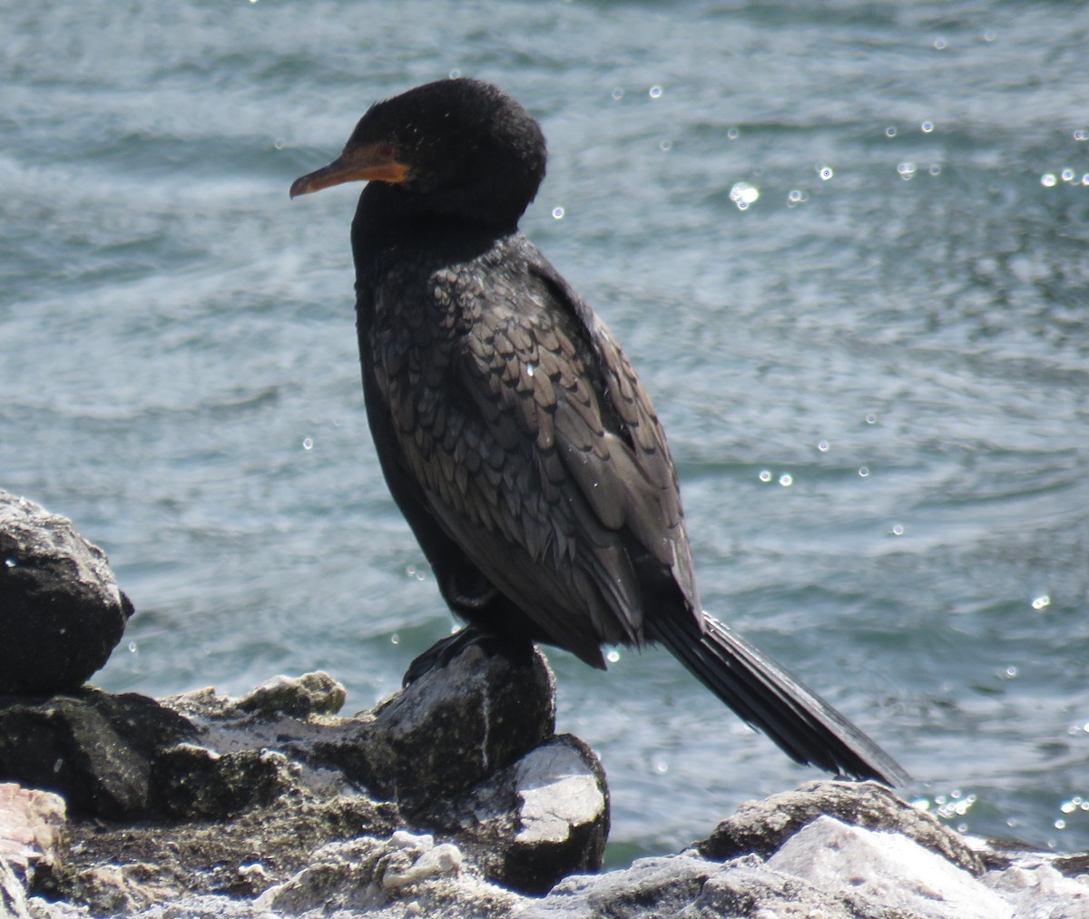 Crowned Cormorant - ML627550236