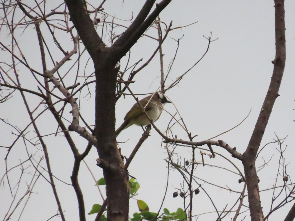 Light-vented Bulbul - ML627550265