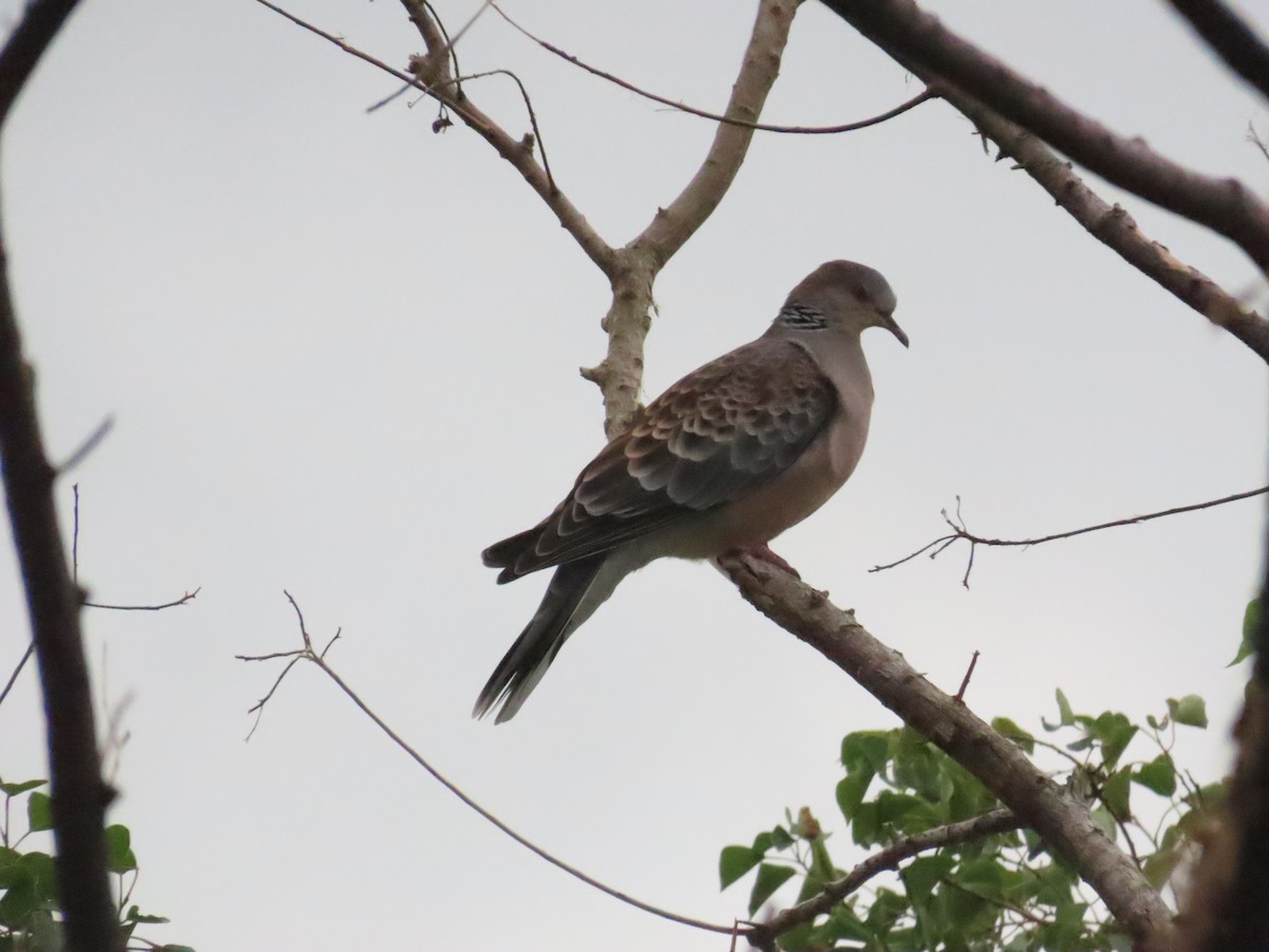 Oriental Turtle-Dove - ML627550272