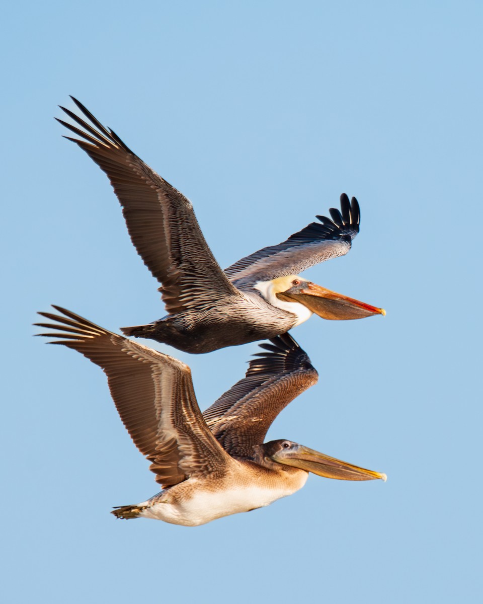 Brown Pelican - ML627550297