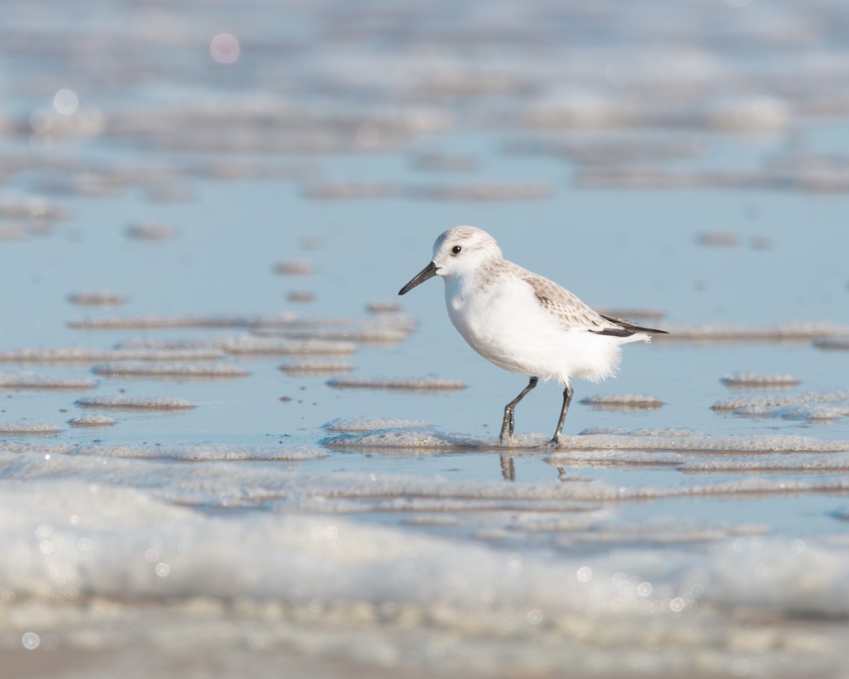 Sanderling - ML627550308