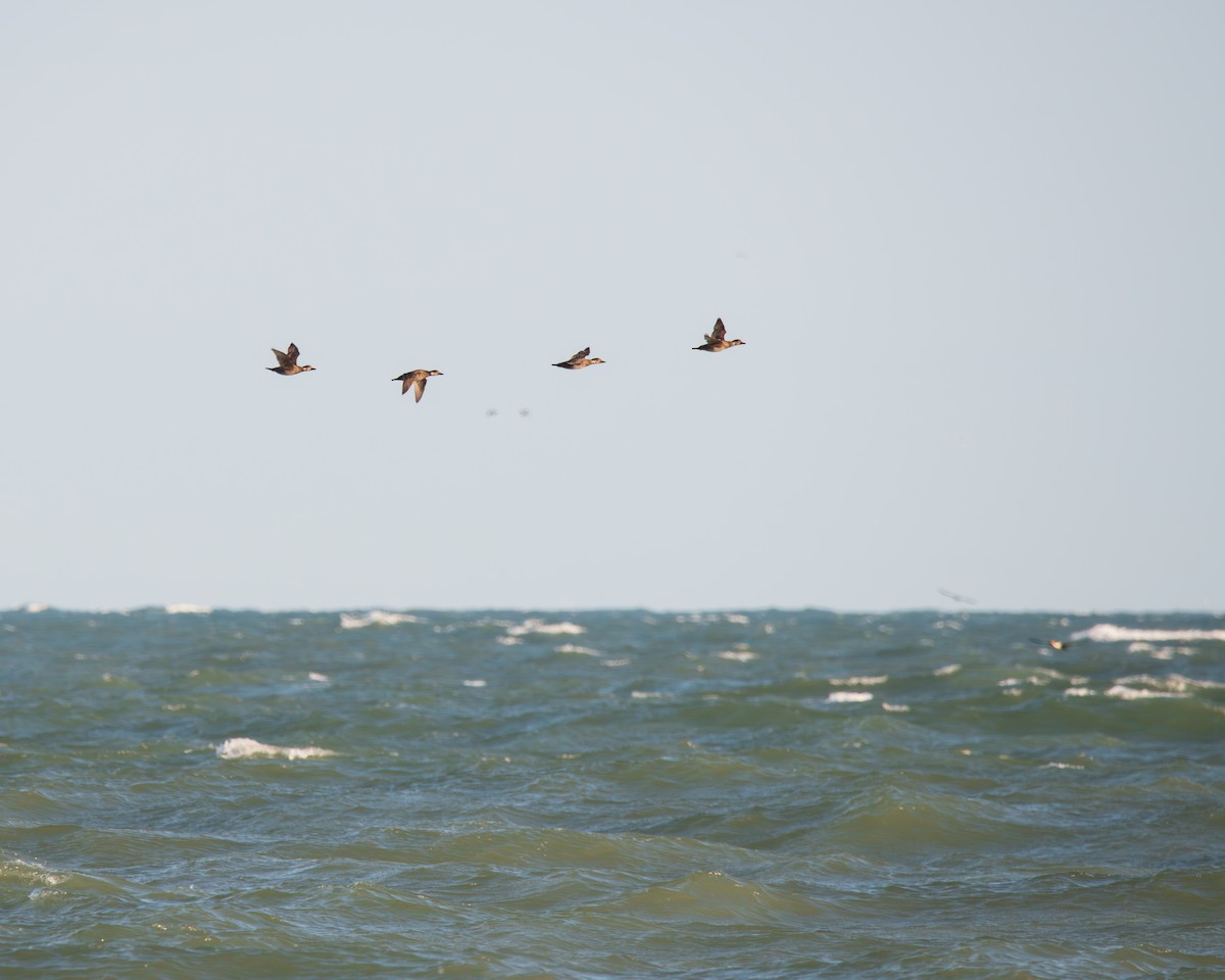 Black Scoter - ML627550374