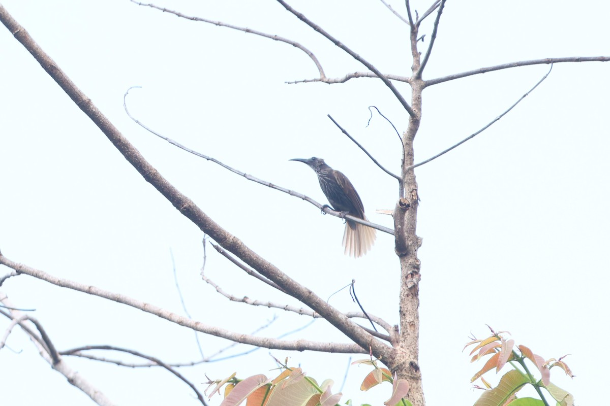 White-streaked Friarbird - ML627550390