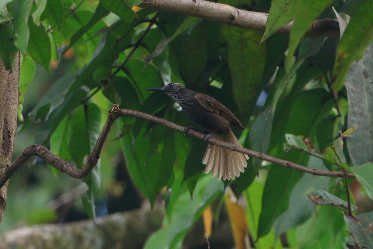 White-streaked Friarbird - ML627550391
