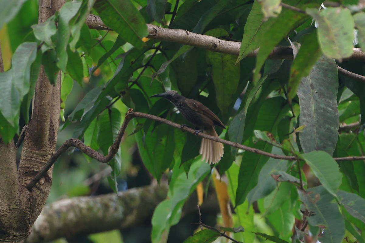 White-streaked Friarbird - ML627550392