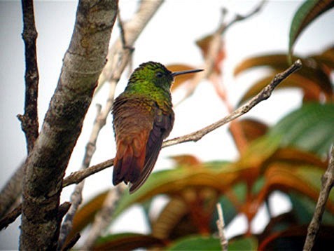 Copper-tailed Hummingbird - ML627550397