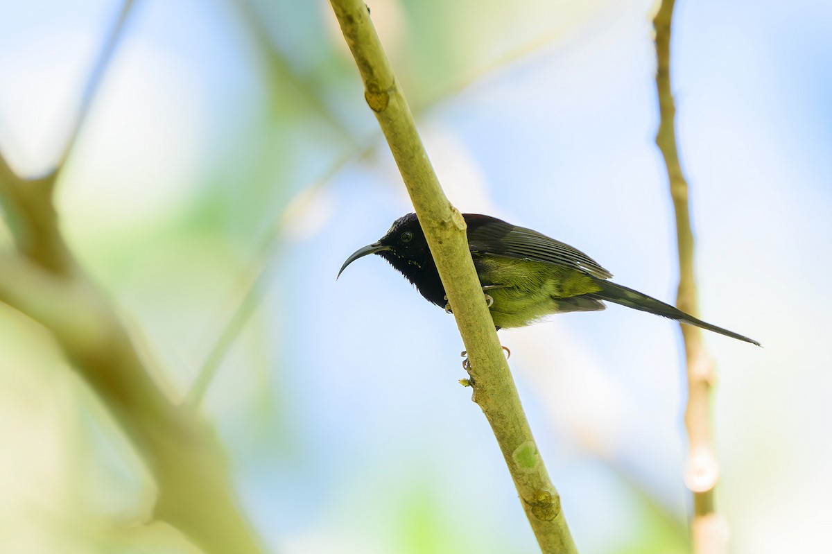 Black-throated Sunbird - ML627550560