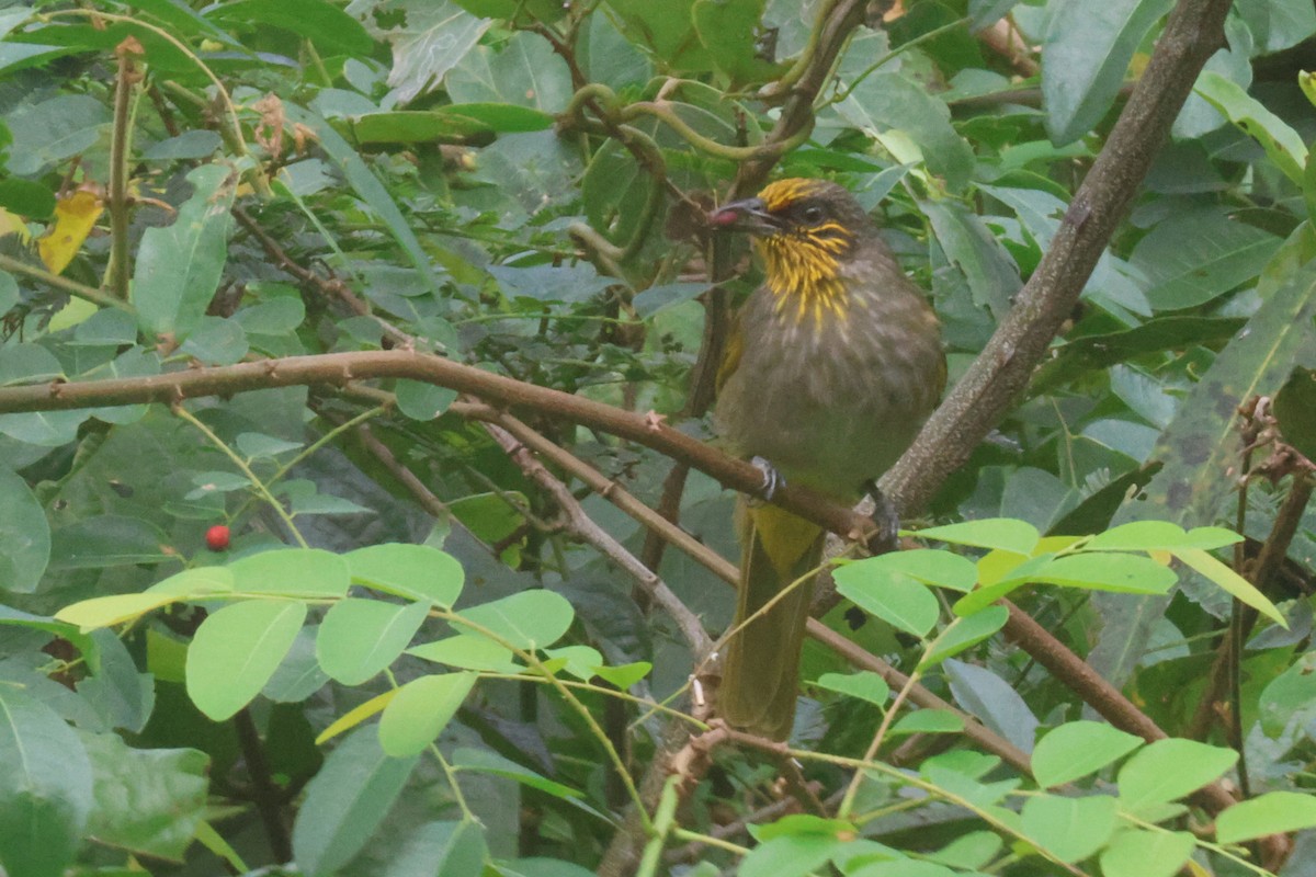 Stripe-throated Bulbul - ML627550578