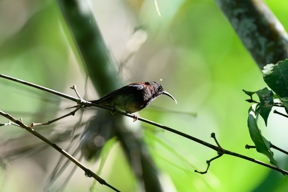 Black-throated Sunbird - ML627550580