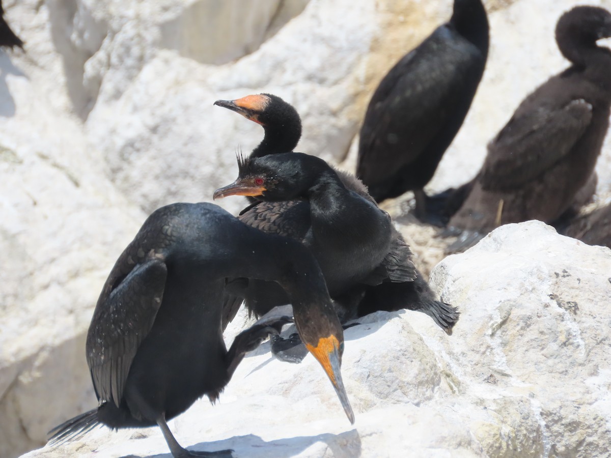 Crowned Cormorant - ML627550626