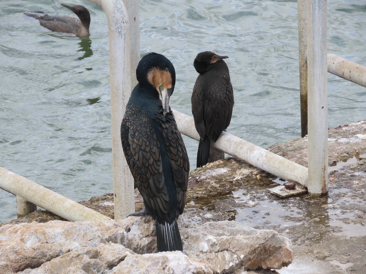 Crowned Cormorant - ML627550627