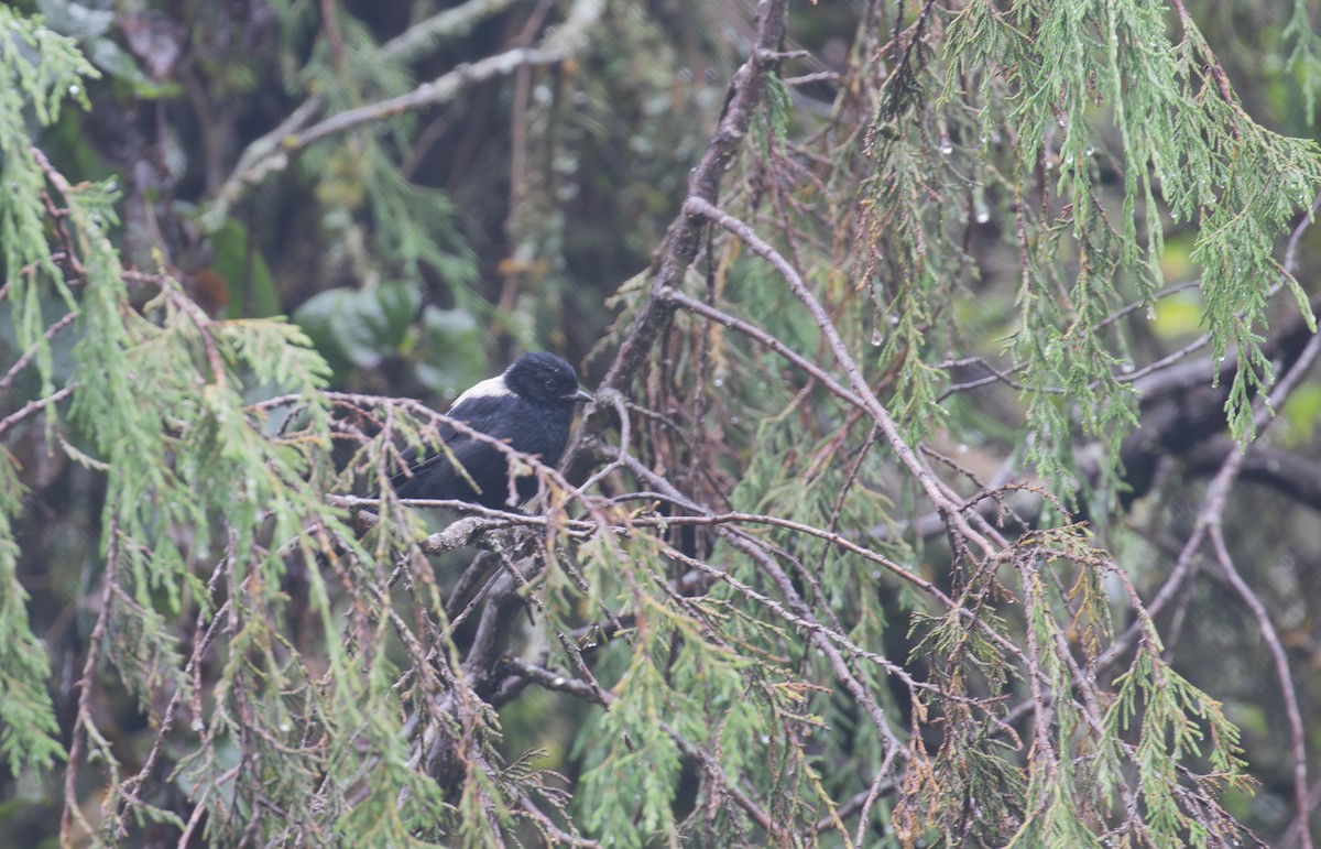 White-backed Black-Tit - ML627550639