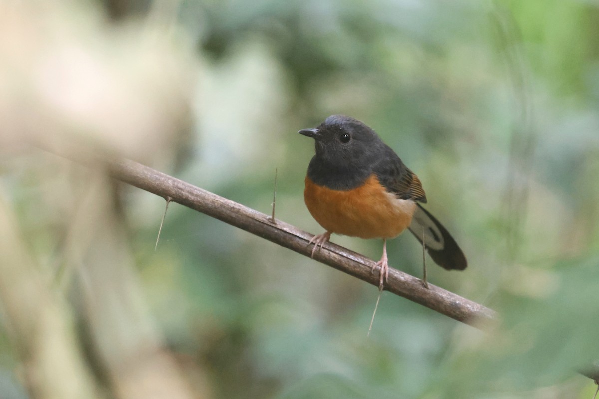 White-rumped Shama - ML627550640