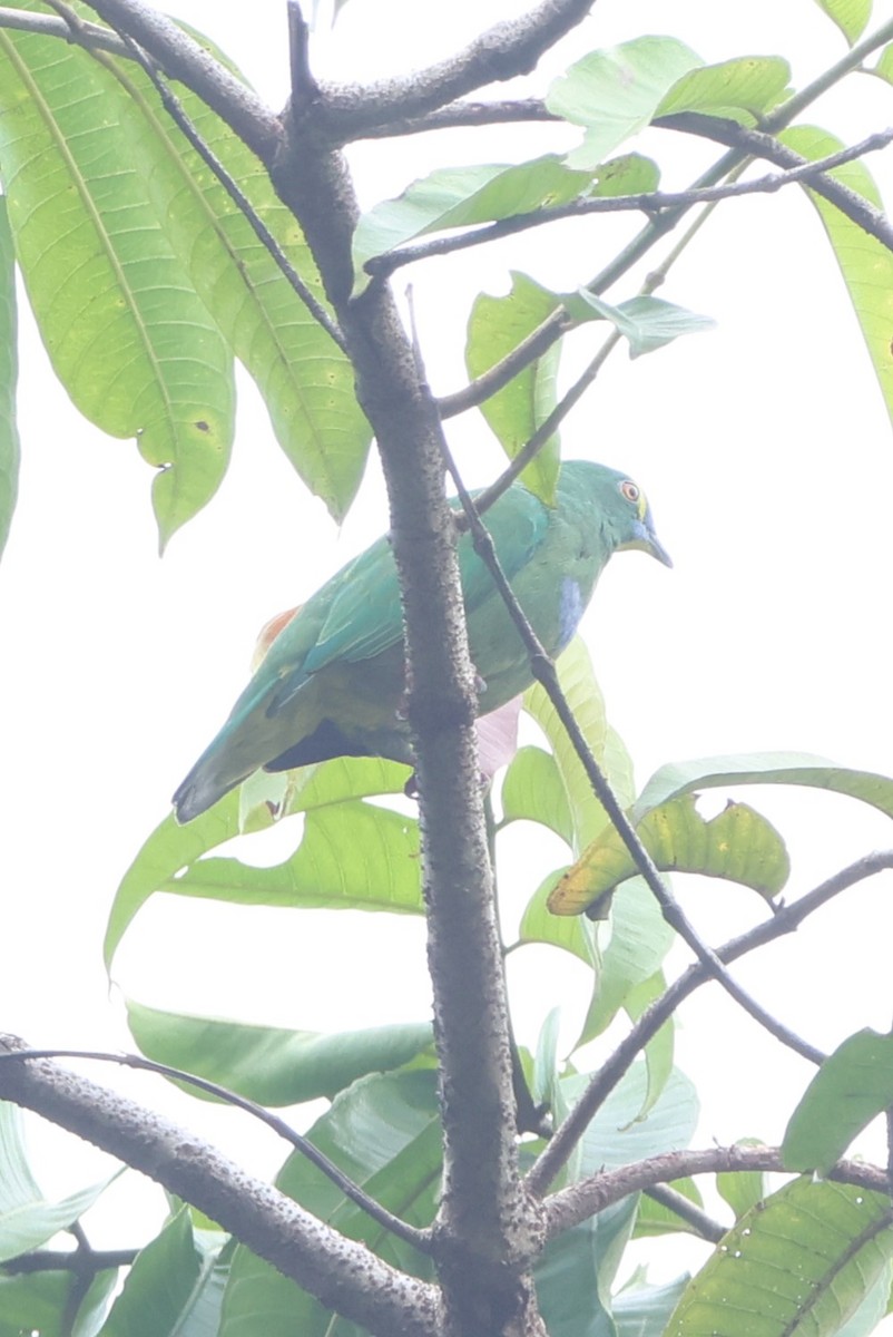 Blue-capped Fruit-Dove - ML627550658