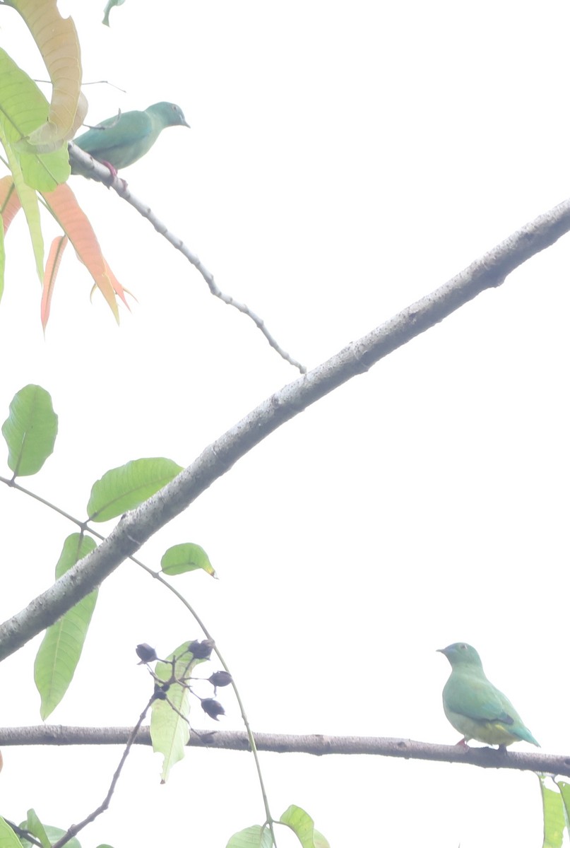 Blue-capped Fruit-Dove - ML627550659