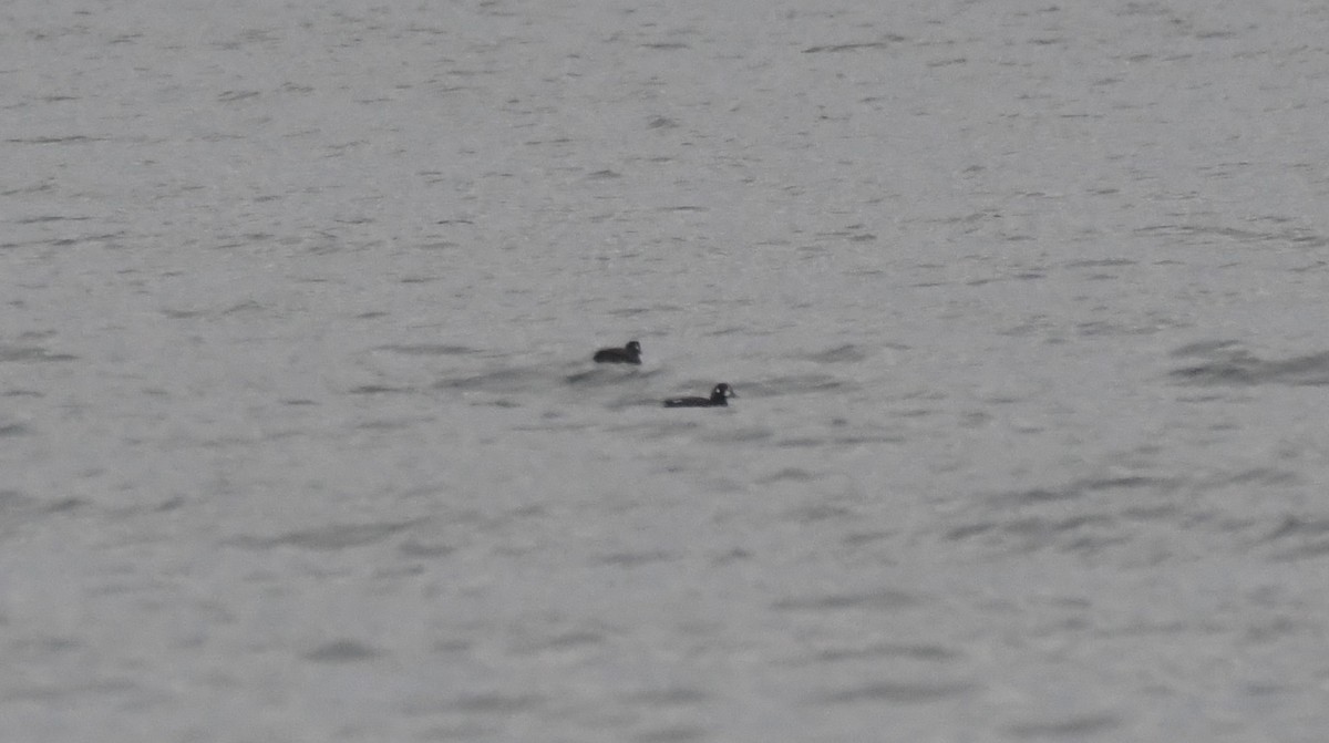 Harlequin Duck - ML627550708