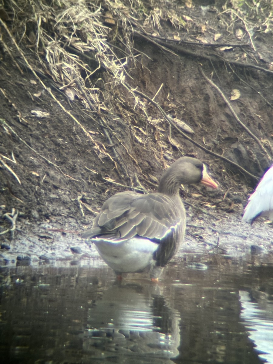 Greater White-fronted Goose - ML627550749