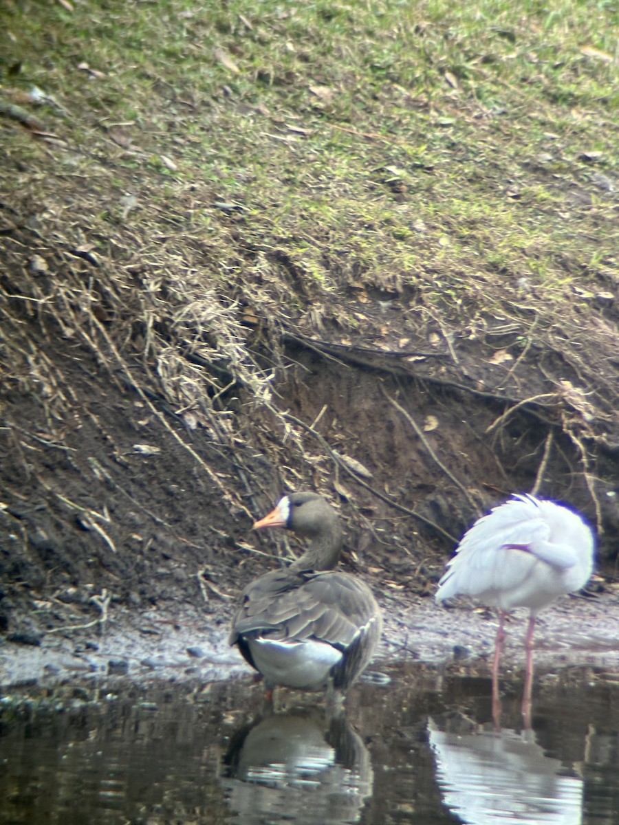 Greater White-fronted Goose - ML627550750