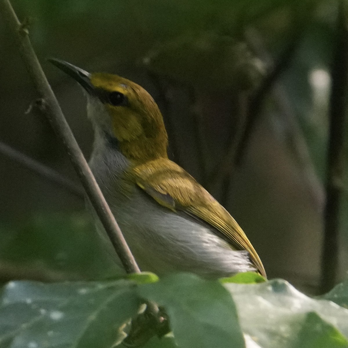 Yellow-browed Camaroptera - ML627550751