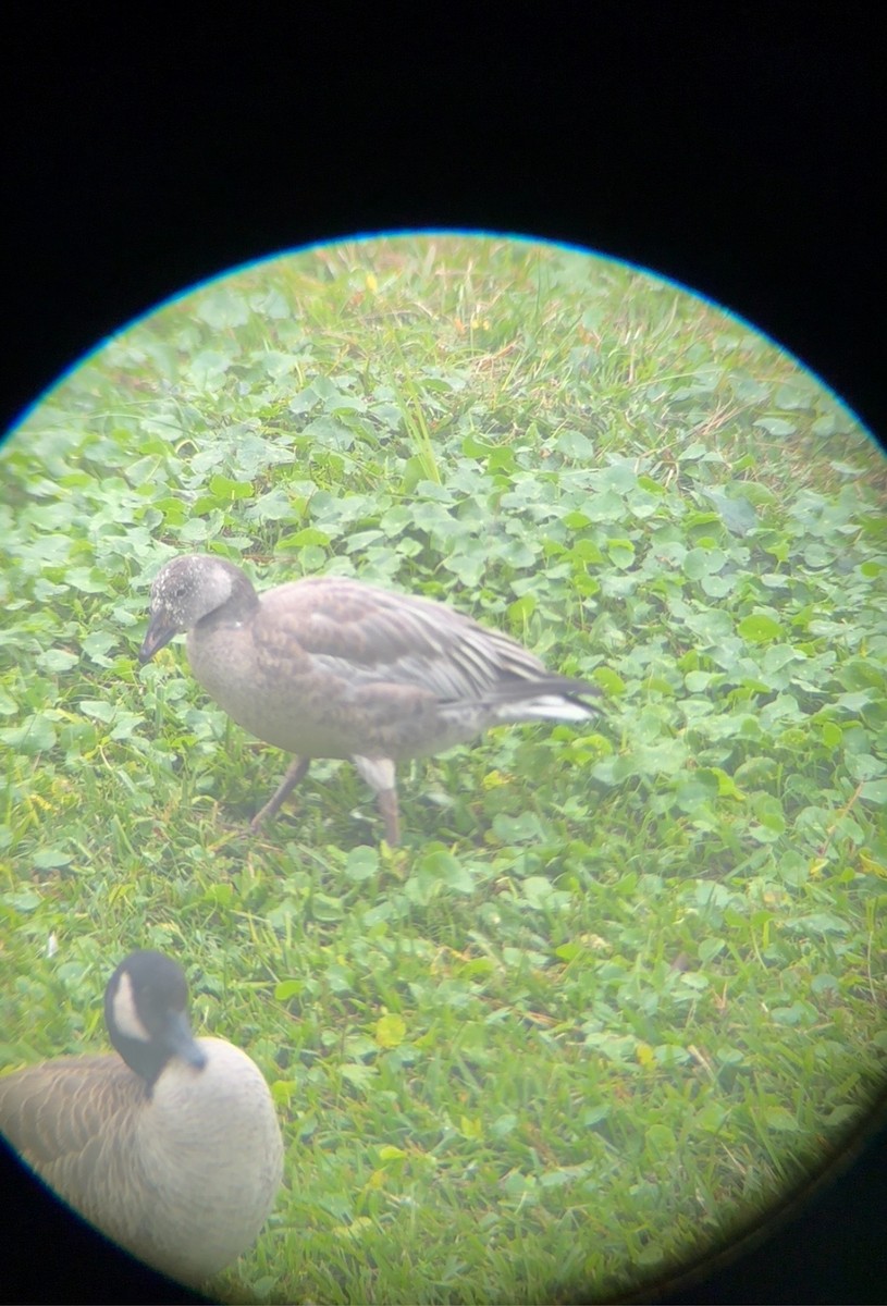 Snow Goose - ML627550752