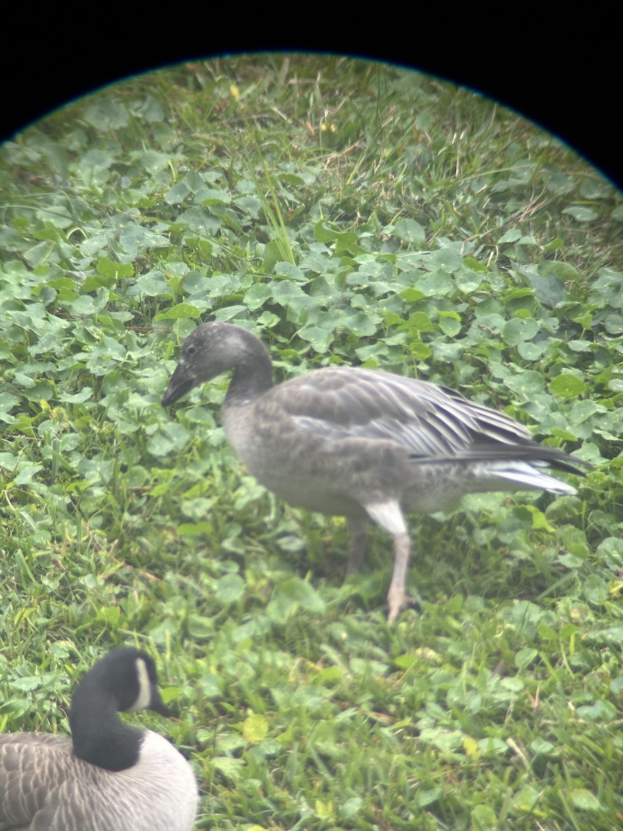 Snow Goose - ML627550753