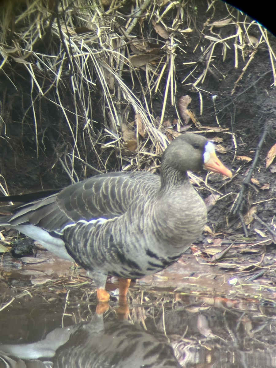 Greater White-fronted Goose - ML627550758