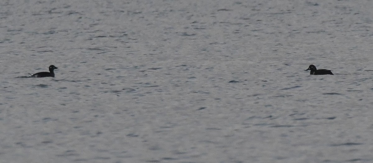 Harlequin Duck - ML627550878