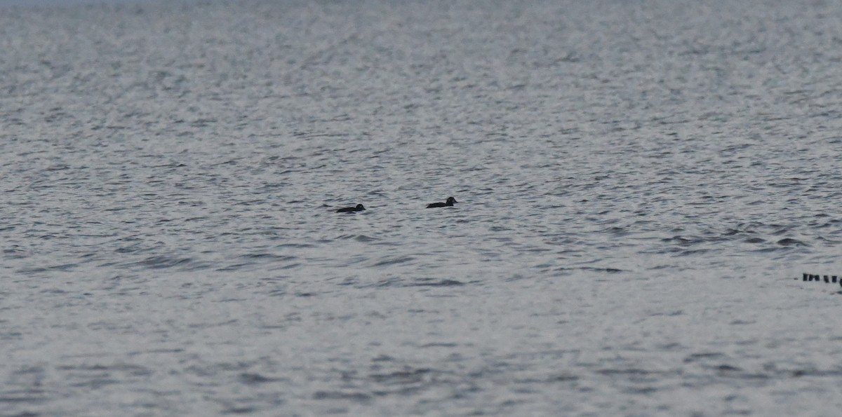 Harlequin Duck - ML627550879