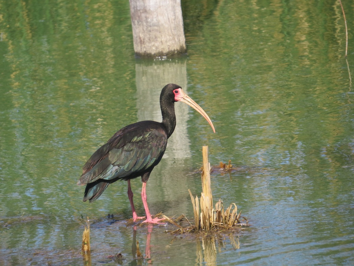 rødmaskeibis - ML627550909