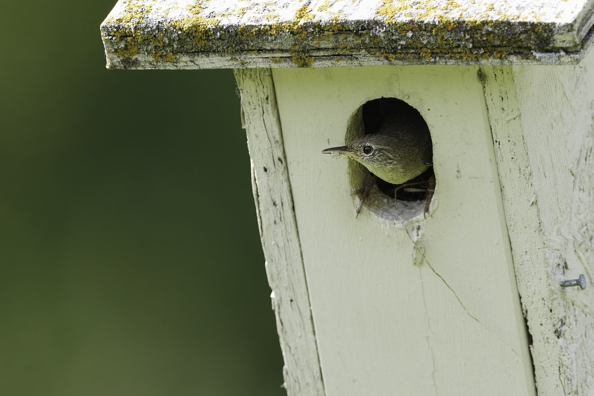 Northern House Wren - ML627550912