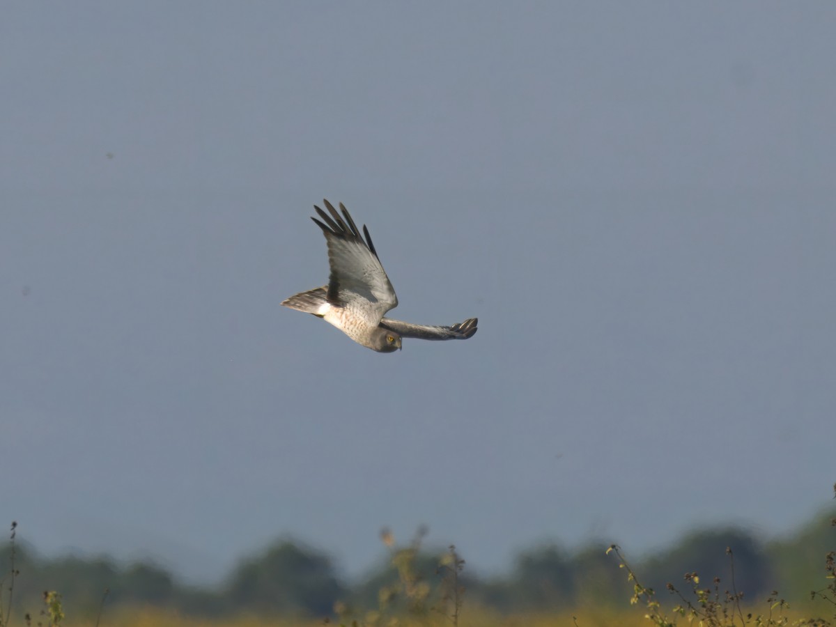 Northern Harrier - ML627550989