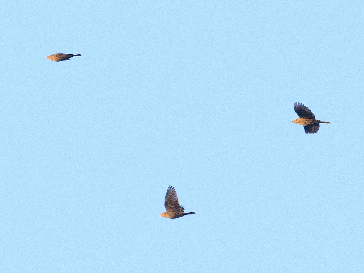 Red-winged Blackbird - ML627550999