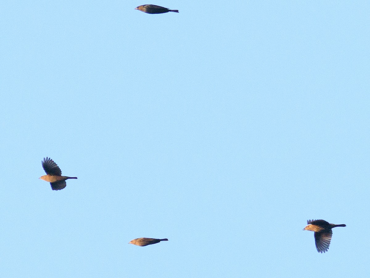 Red-winged Blackbird - ML627551000