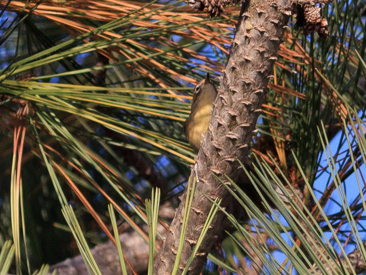 Pine Warbler - ML627551011