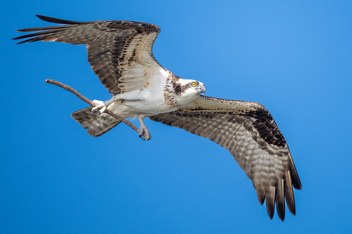 Falco pescatore - ML627551061