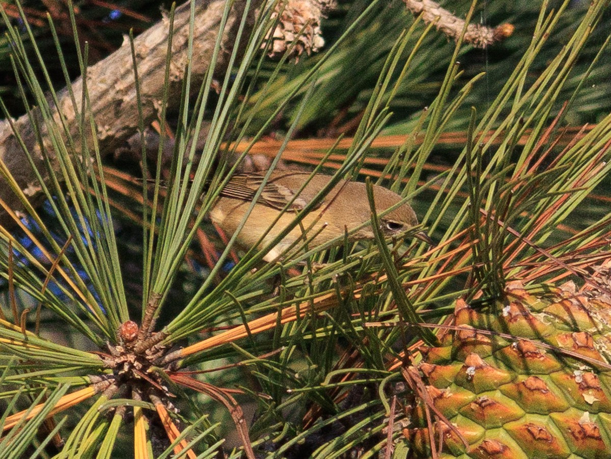 Pine Warbler - ML627551074