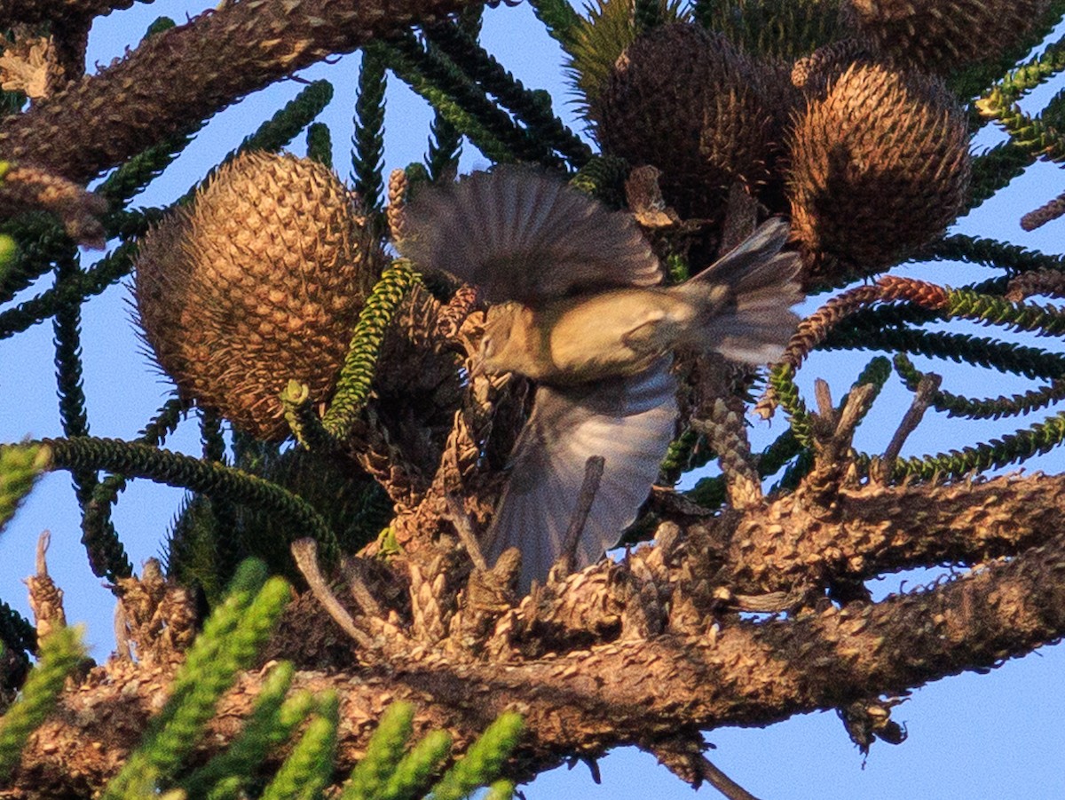 Pine Warbler - ML627551078