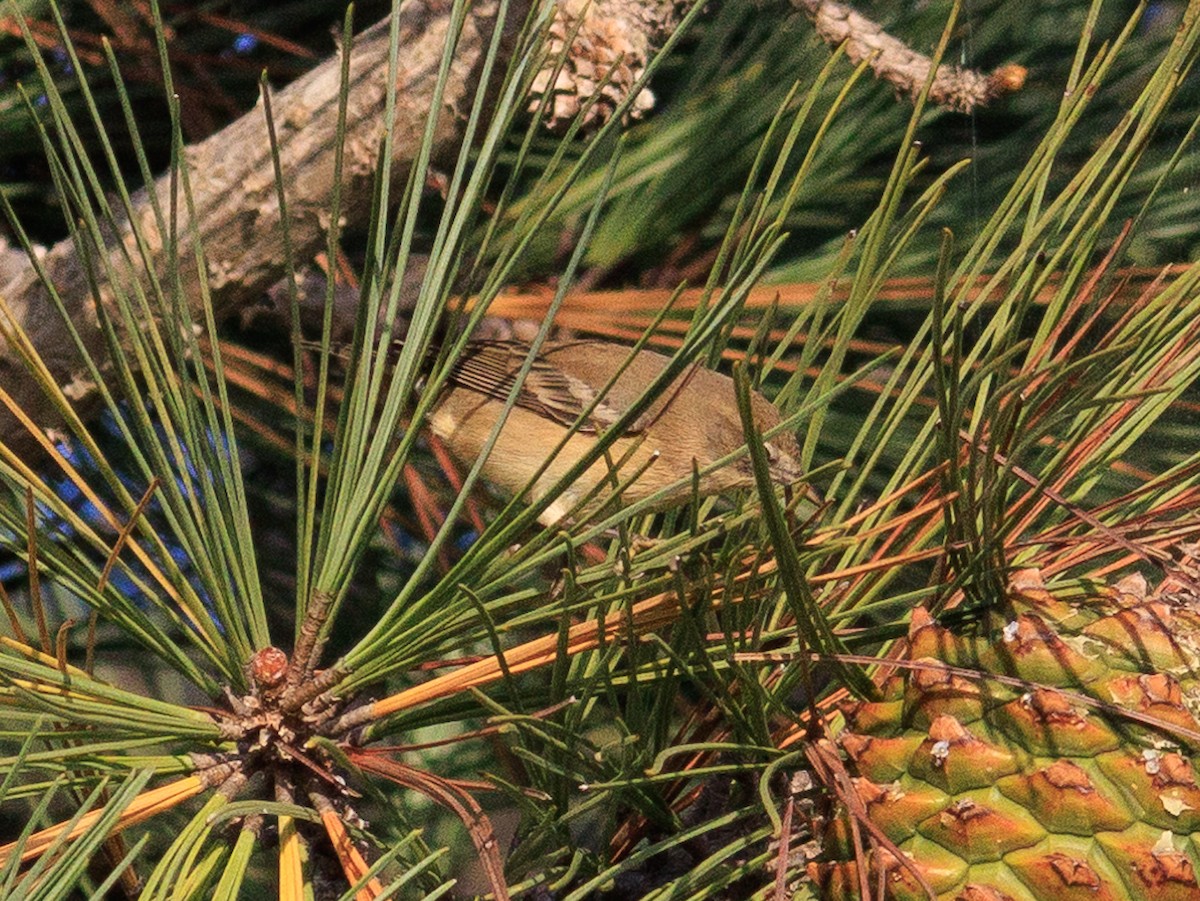 Pine Warbler - ML627551080