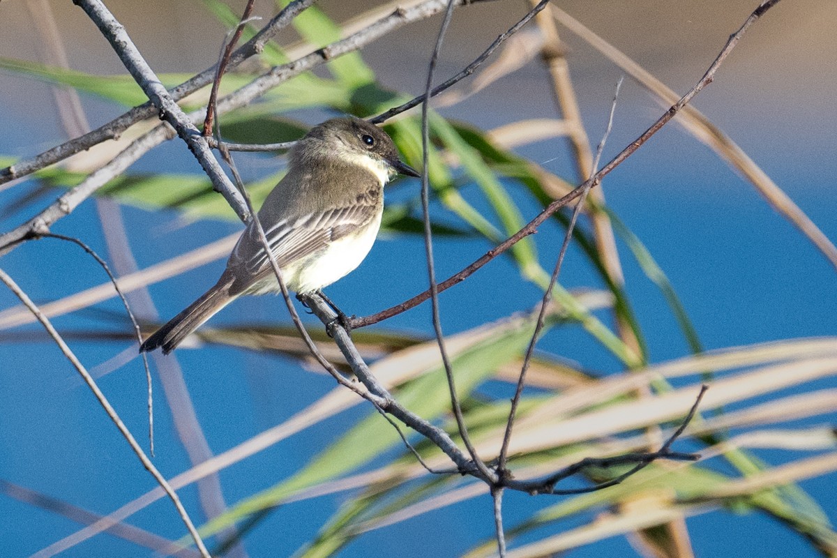 Eastern Phoebe - ML627551089