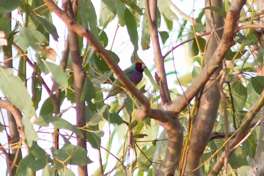 Gouldian Finch - ML627551177