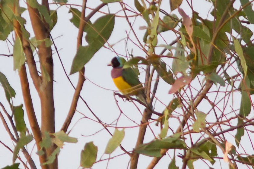 Gouldian Finch - ML627551184