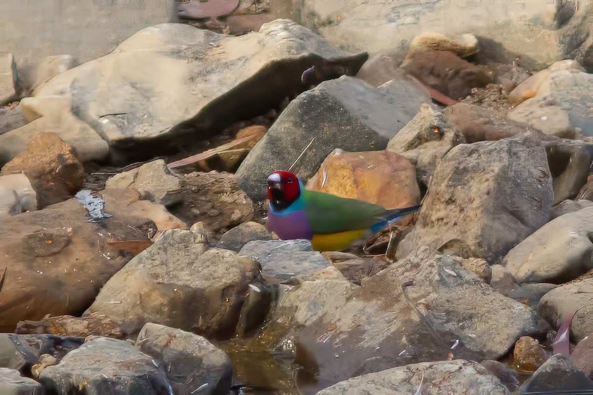 Gouldian Finch - ML627551187